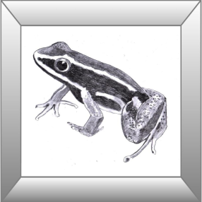 Biodiversity Amphibia https://mjbiodiversity.wordpress.com/2022/10/09/amphibia-amphibians-dvozivke/